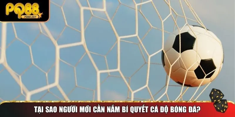 Tại sao người mới cần nắm bí quyết cá độ bóng đá?