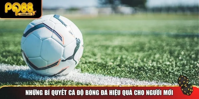 Những bí quyết cá độ bóng đá hiệu quả cho người mới