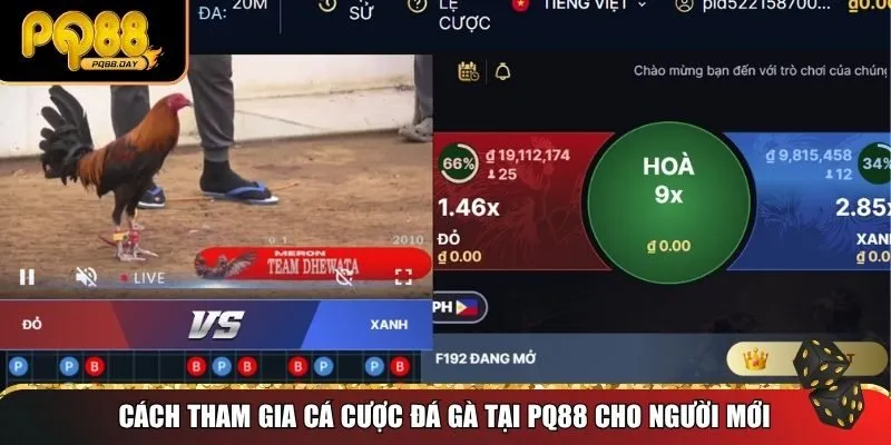 Cách tham gia cá cược đá gà tại PQ88 cho người mới