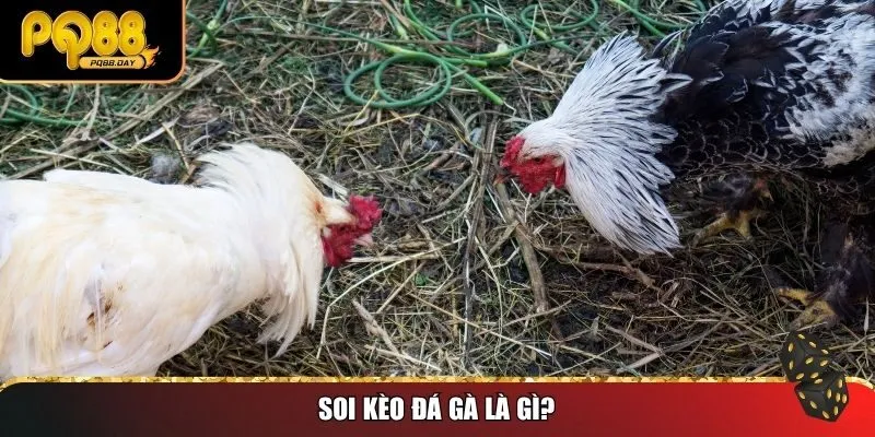 Soi kèo đá gà là gì