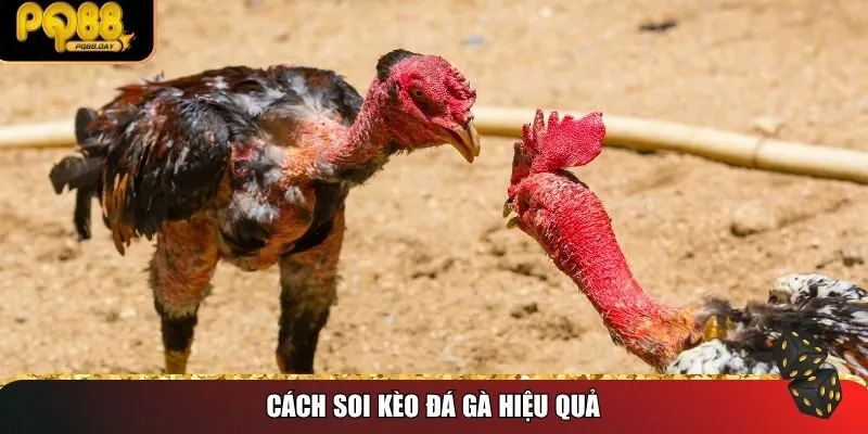 Cách soi kèo đá gà hiệu quả